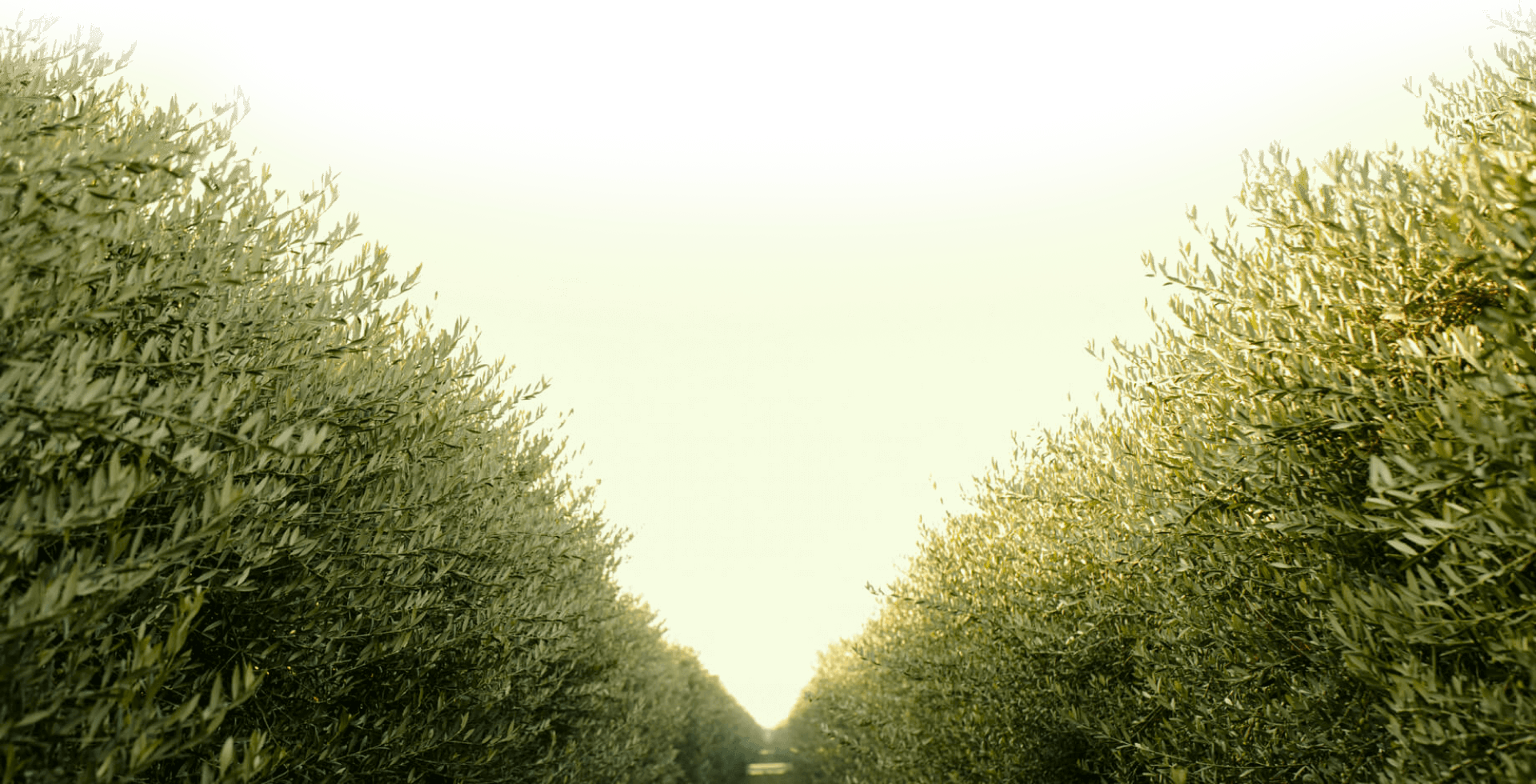 İzmir Tire’den doğal güzellikler ve lezzetler: Sofranıza doğanın en saf armağanlarını getiriyoruz!